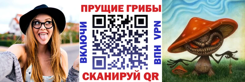 Купить закладки Сокол Псилоцибиновые грибы GOLDEN TEACHER